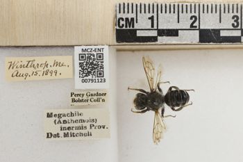 Media type: image;   Entomology 791123 Aspect: Labels